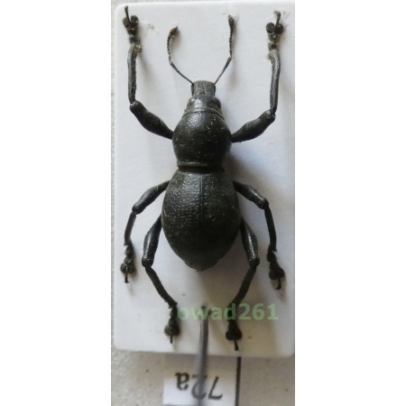 Metapocyrtus sp. Heller, 1912 female Philippines72a